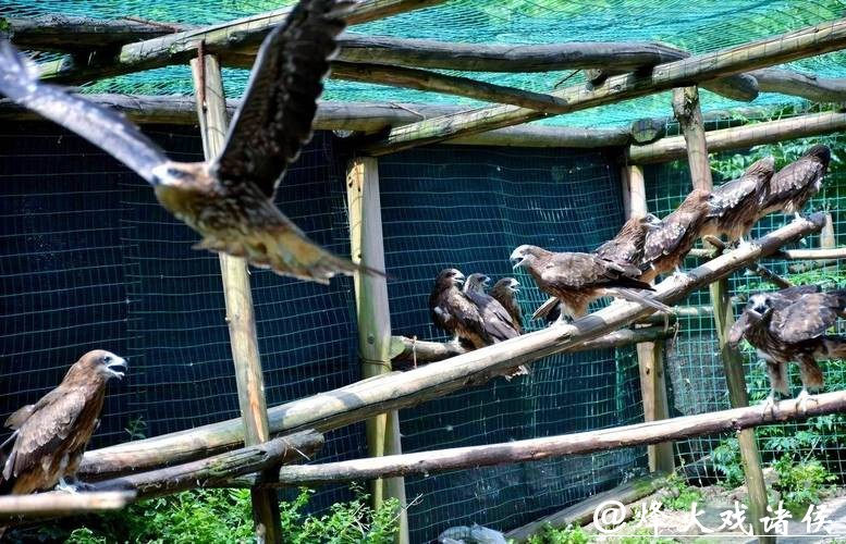 36胜负联盟垫底！顶薪双病号压身拒绝重建，老鹰成最大赢家